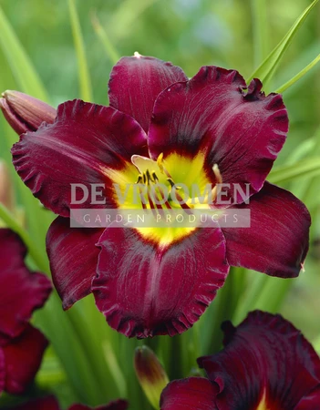 Hemerocallis Bela Lugosi