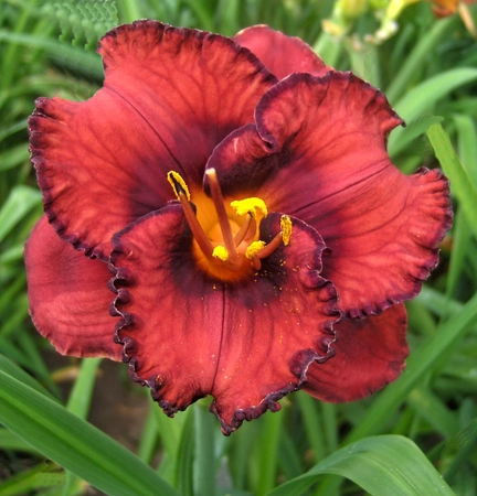 Hemerocallis Berrylicious