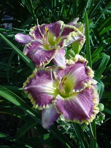 Hemerocallis Best Seller