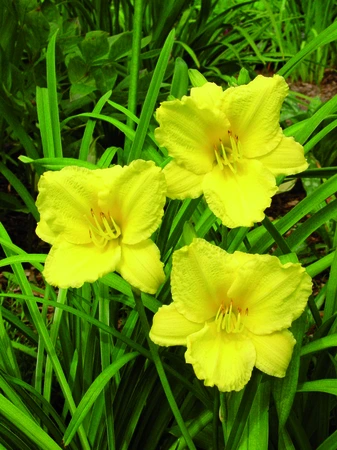 Hemerocallis Big Time Happy