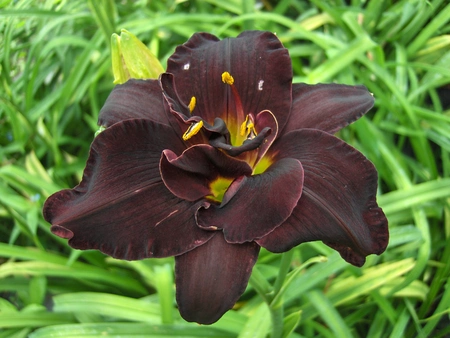 Hemerocallis Bogeyman