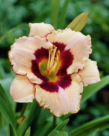 Hemerocallis Canadian Borders Patrol