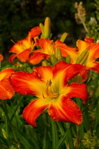 Hemerocallis Carrick Wildon