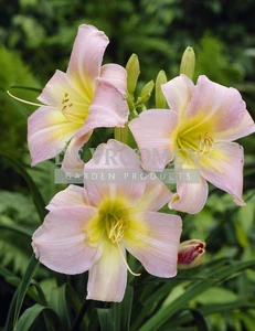 Hemerocallis Catherine Woodbury