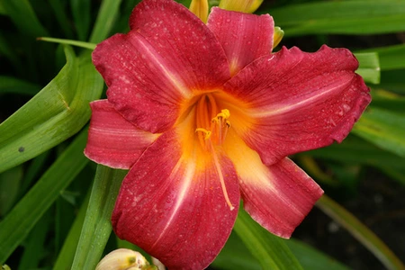 Hemerocallis Cherry Cheeks