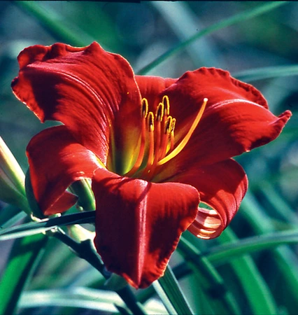 Hemerocallis Chicago Fire