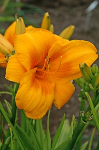 Hemerocallis Chicago Sunrise