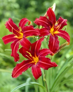 Hemerocallis Crimson Pirate