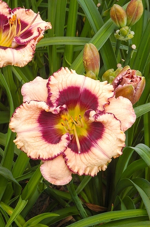 Hemerocallis Crystal Pinot