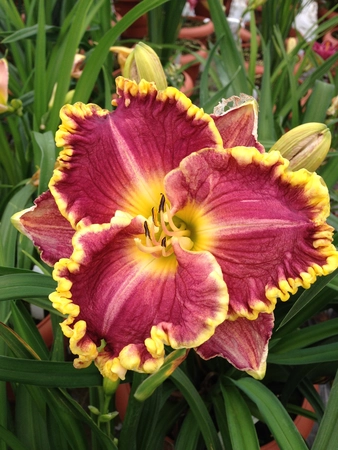 Hemerocallis Daria