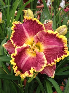 Hemerocallis Daria