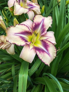 Hemerocallis Destined to see