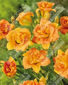 Hemerocallis Double Orange Zephyr | 150 pce