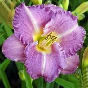 Hemerocallis Entrapment