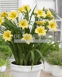 Hemerocallis EveryDaylily Cream PBR