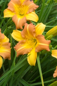 Hemerocallis EveryDaylily Punch Yellow PBR