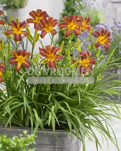 Hemerocallis EveryDaylily Red Ribs PBR