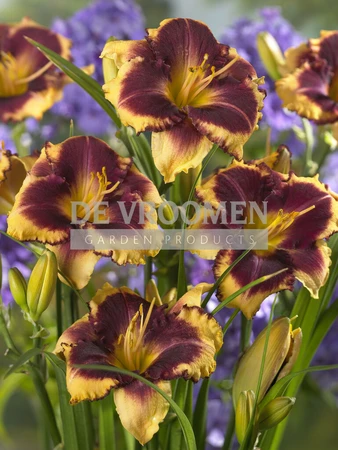 Hemerocallis Eye on America