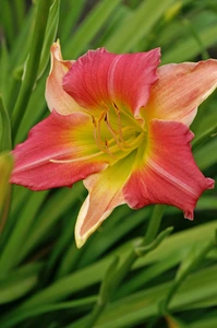 Hemerocallis Final Touch