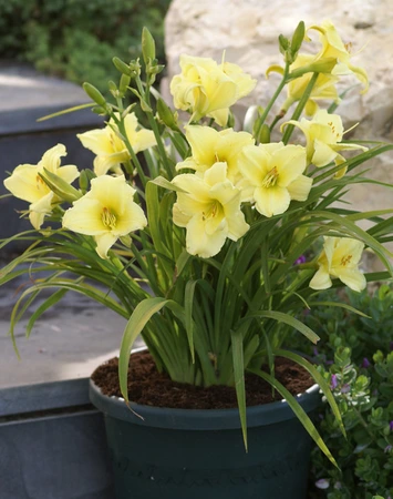 Hemerocallis Fragrant Reflection