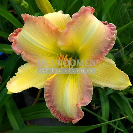 Hemerocallis Frosted Vintage Ruffle