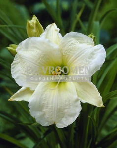 Hemerocallis Gentle Shepherd