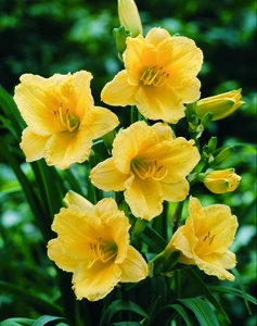 Hemerocallis Happy Returns