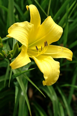 Hemerocallis Hyperion