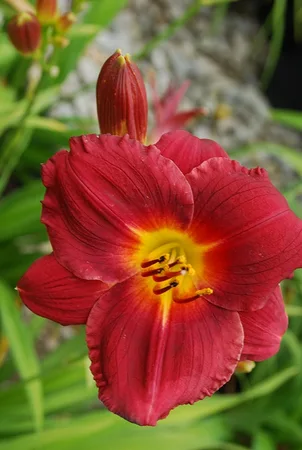 Hemerocallis Indy Rhapsody