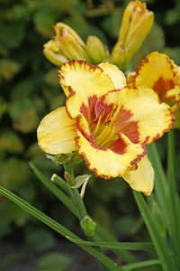 Hemerocallis Irresistible Charm