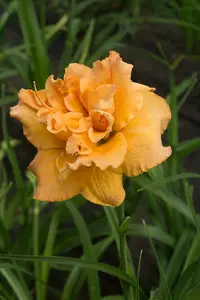 Hemerocallis Isabella Marafi