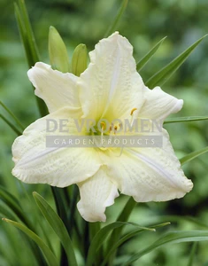 Hemerocallis Joan Senior