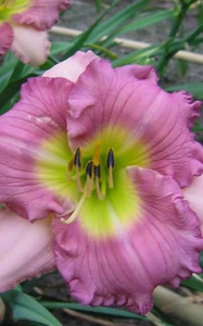 Hemerocallis Lacy Baby Doll