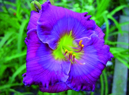 Hemerocallis Lavender Blue Baby