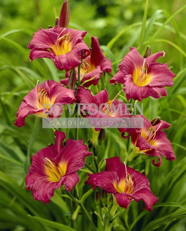 Hemerocallis Little Grapette