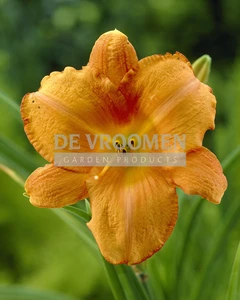 Hemerocallis Mauna Loa