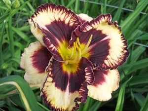 Hemerocallis Moussaka