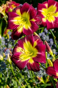 Hemerocallis Night Beacon