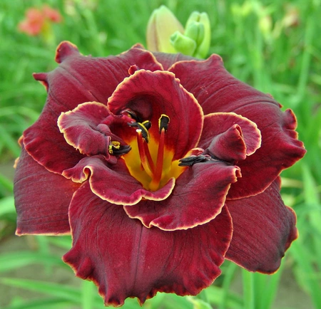 Hemerocallis Night Embers