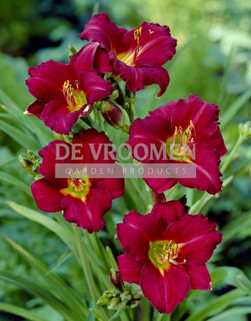 Hemerocallis Pardon Me