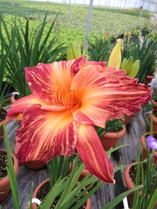 Hemerocallis Pink Stripes