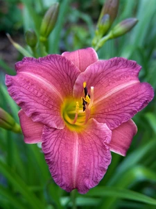 Hemerocallis Purple d'oro