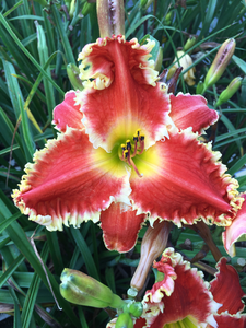 Hemerocallis Red Sakura