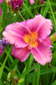 Hemerocallis Rosy Returns