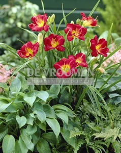 Hemerocallis Ruby Stella