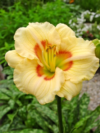 Hemerocallis Siloam Baby Talk