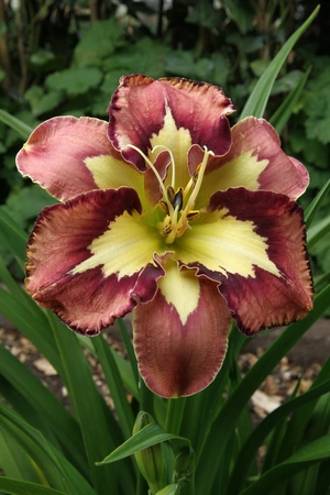 Hemerocallis Spacecoast Behavior Pattern