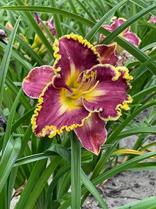 Hemerocallis Spacecoast Better Late