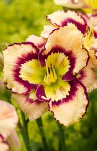 Hemerocallis Spacecoast Sea Shells