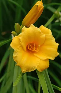 Hemerocallis Stella De Oro | 100 pce